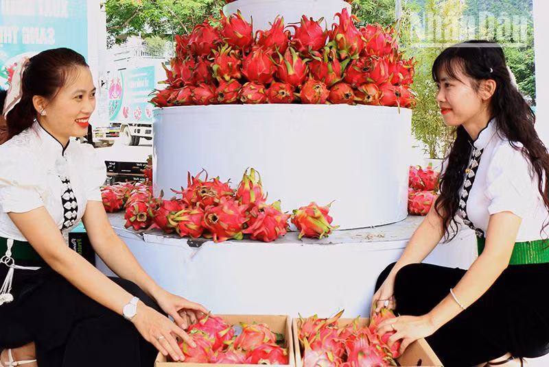 Huyện Thuận Châu là nơi có diện tích trồng nhiều thanh long ruột đỏ nhiều nhất của tỉnh Sơn La.