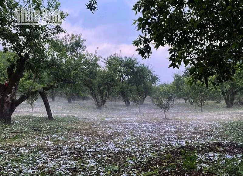 4.748 ngôi nhà ở Sơn La bị thiệt hại do mưa đá, gió lốc ảnh 2