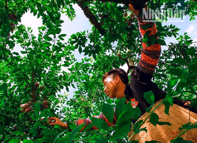 Dự kiến sản lượng mận hậu của tỉnh Sơn La trong năm 2024 ước đạt 78.200 tấn. Dự kiến sản lượng mận hậu của tỉnh Sơn La trong năm 2024 ước đạt 78.200 tấn.