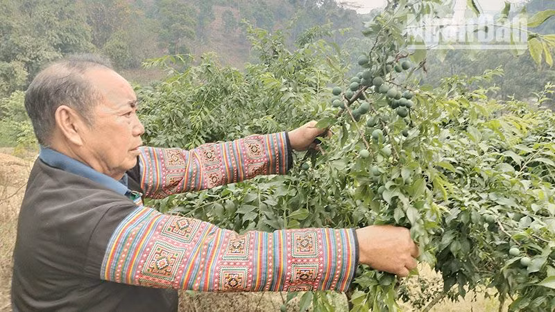 Hiện gia đình ông Mùa Lao Ư có 300 gốc mận hậu đã cho thu hoạch quả.