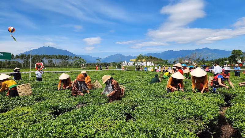 Cuộc thi hái chè trong khuôn khổ Lễ hội Trà Đường Hoa năm 2024.