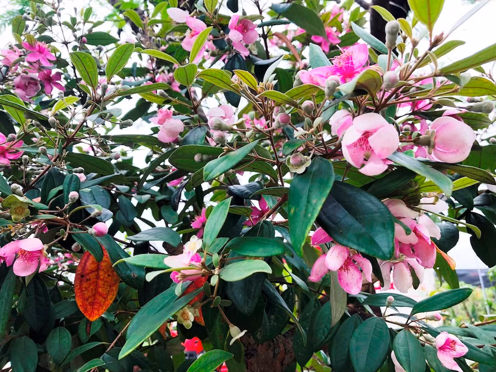 Hoa sim biên giới ở xã Hải Sơn, Móng Cái.