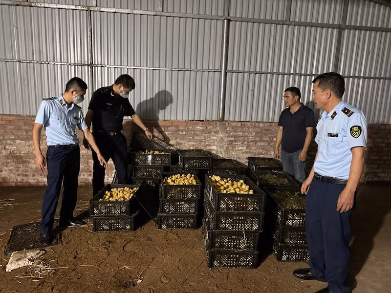 Số gia cầm không rõ nguồn gốc, xuất xứ đã bị lực lượng chức năng phát hiện, thu giữ.