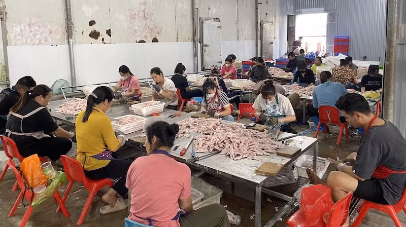 Các công nhân đang chế biến 2 tấn chân vịt không rõ nguồn gốc tại cơ sở chế biến của ông Phạm Văn Lâm ở thôn Đông Hợp, xã Đông Xá, huyện Vân Đồn, tỉnh Quảng Ninh.