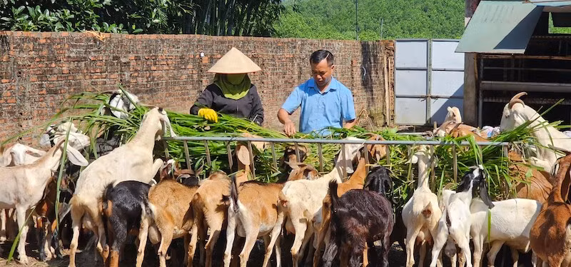 Mô hình nuôi dê sinh sản và thương phẩm ở xã Quảng Tân đem lại giá trị kinh tế cao cho người dân.