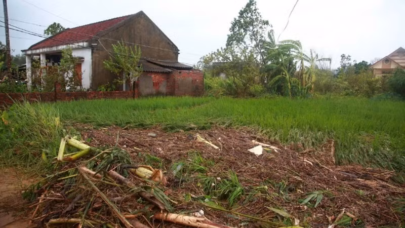 Nhiều diện tích hoa màu của người dân xã Đông Hải bị hỏng do ngập nước.