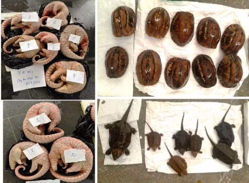 Các cá thể động vật hoang dã.