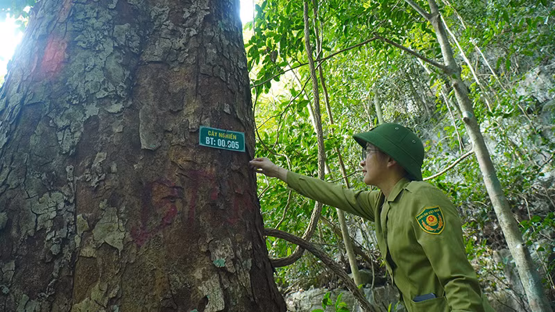 Một cây nghiến khổng lồ trong rừng Nam Xuân Lạc. (Ảnh NGỌC TÚ)