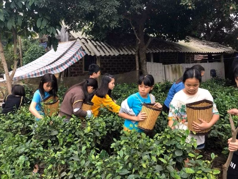 Khách du lịch tham gia trải nghiệm hái chè tại Ba Vì.