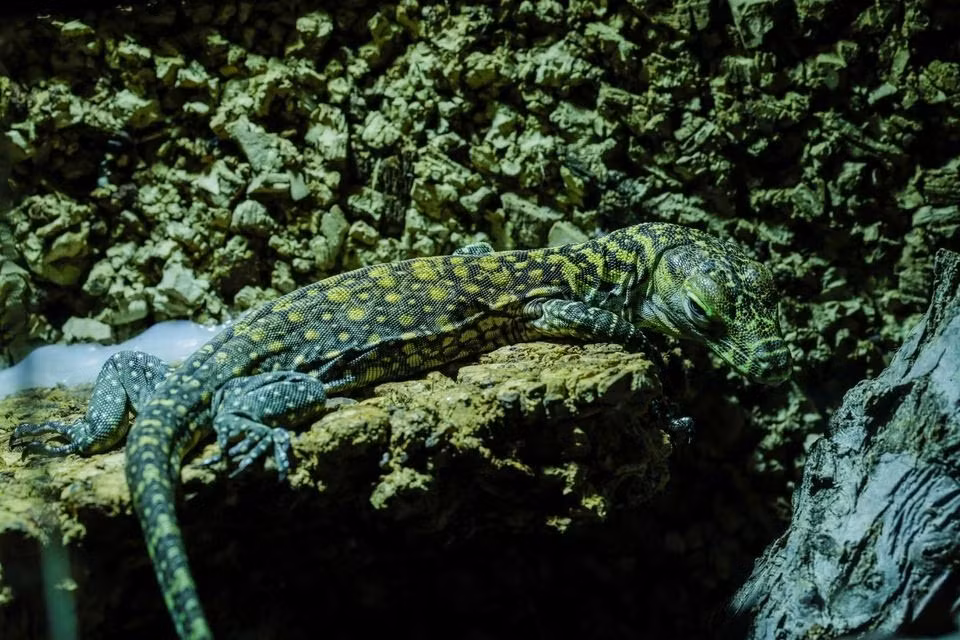 Juanito, một trong 5 chú rồng Komodo con vừa được sinh ra tại vườn thú Bioparc Fuengirola ở miền nam Tây Ban Nha. (Ảnh: Reuters).