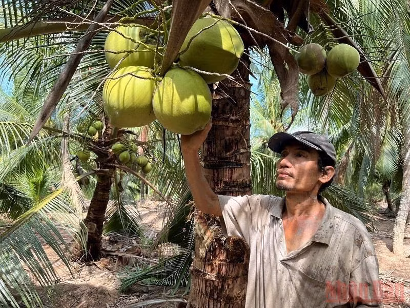 Vùng sản xuất dừa hữu cơ, tham gia vào chuỗi liên kết với doanh nghiệp vẫn tiêu thụ được với giá ổn định.