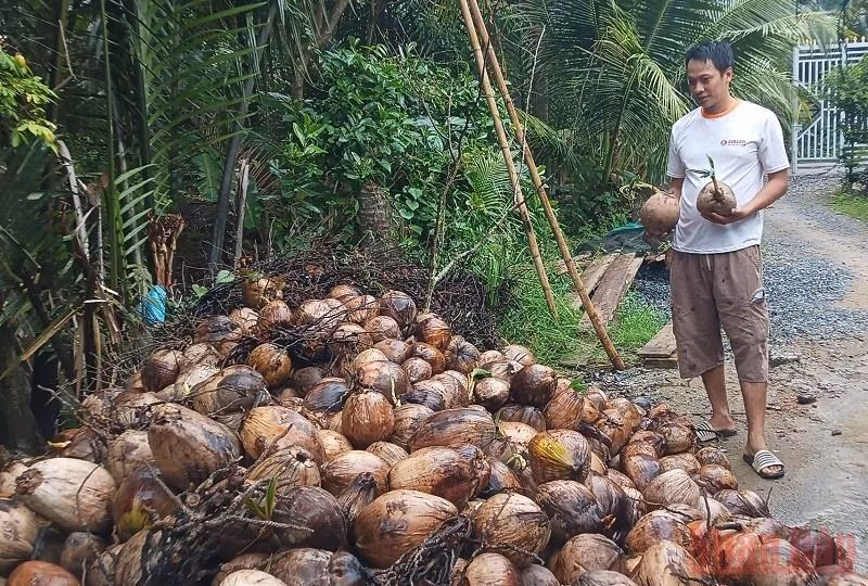 Hiện tại, dừa khô tồn đọng trong vườn dừa rất lớn do giá xuống thấp.
