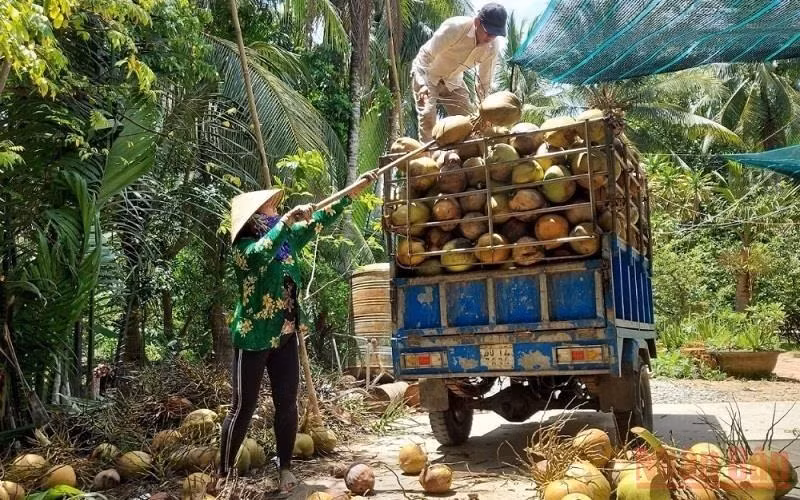 Nông dân huyện Giồng Trôm (tỉnh Bến Tre) thu hoạch dừa khô.