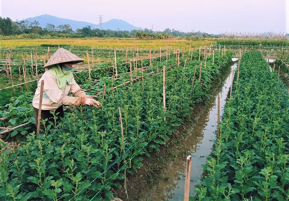 Cần mẫn bên ruộng hoa Tết. (Ảnh: Minh Minh)