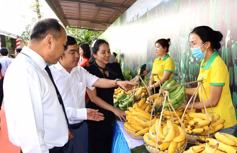 Các đại biểu tham quan gian hàng trưng bày chuối tươi.