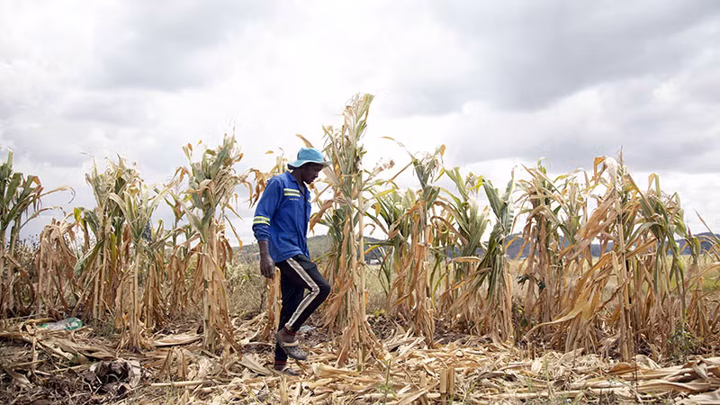 Hạn hán đe dọa nghiêm trọng an ninh lương thực ở Zimbabwe. (Ảnh TÂN HOA XÃ)