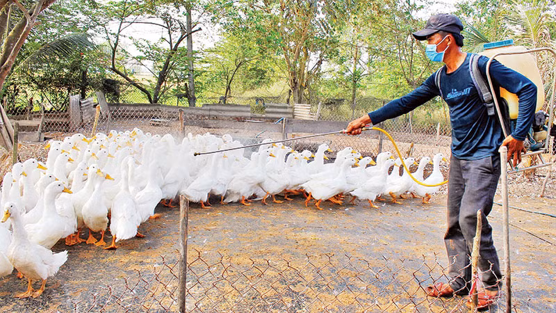 Nông dân huyện Cần Đước (Long An) phun hóa chất khử trùng để phòng dịch cúm gia cầm. (Ảnh KIM THOA)