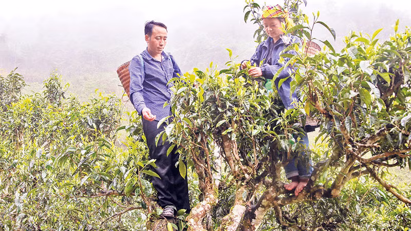 Anh Hờ A Trừ cùng gia đình thu hoạch chè shan.