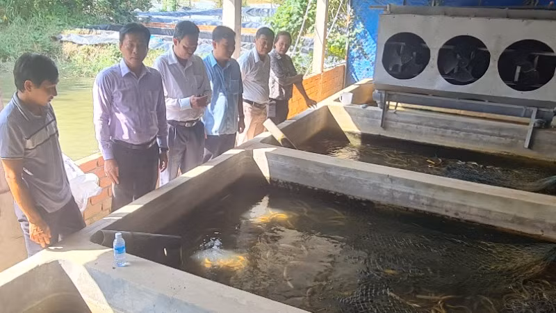 Hiện nay, giá trị tổng tài sản mô hình nuôi thủy sản của anh Hoàng Anh khoảng 4 tỷ đồng; lợi nhuận hàng năm khoảng 400 triệu đồng; giải quyết việc làm cho 7 lao động thường xuyên, từ 15-30 lao động thời vụ (thu hoạch, vệ sinh ao).