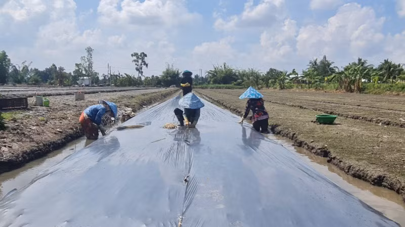 Bà con trong Tổ hợp tác trồng màu ở ấp 8, xã Long Trị, thị xã Long Mỹ đang trải màng phủ chuẩn bị trồng dưa hấu Tết.