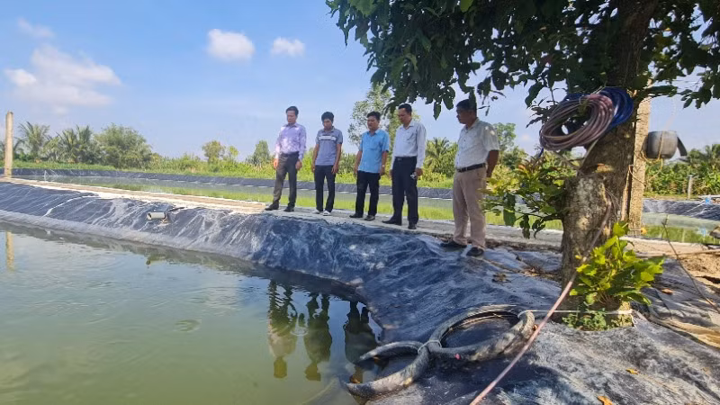 Tham quan ao nuôi cá lóc, cá trê của anh Hoàng Anh.