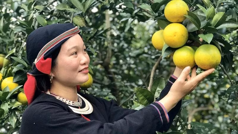 Người dân xã Tiên Kiều, huyện Bắc Quang ứng dụng khoa học-công nghệ vào chăm sóc cây cam, góp phần giảm nghèo. (Ảnh minh họa: nhandan.vn)