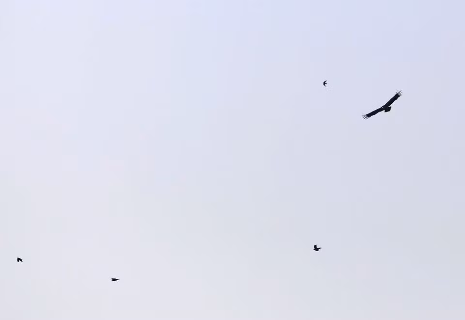 Một con kền kền Griffon bay cùng nhiều các con chim khác gần làng Korfi, Síp ngày 28/9/2023. Ảnh: Reuters.