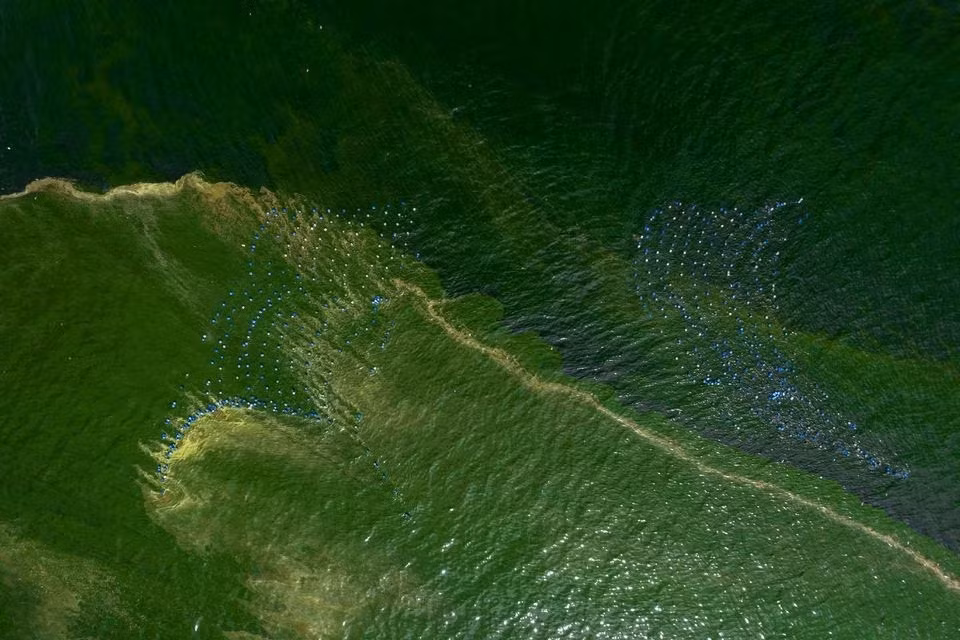 Ảnh chụp từ trên cao trên các trang trại nuôi trai được bao quanh bởi nước biển xanh lục do sinh vật phù du nở hoa ở bờ biển Chonburi, Thái Lan, ngày 14/9. Ảnh: Reuters.