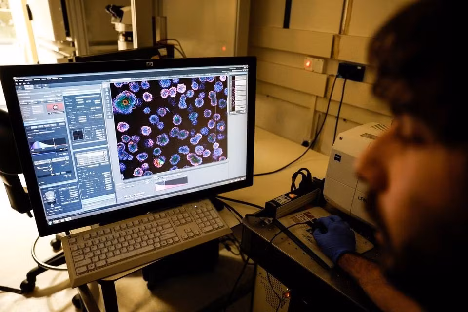 Đây là mô hình phôi đầu tiên có tổ chức cấu trúc khoang và hình thái tương tự phôi người ở ngày thứ 14. Ảnh: Reuters.