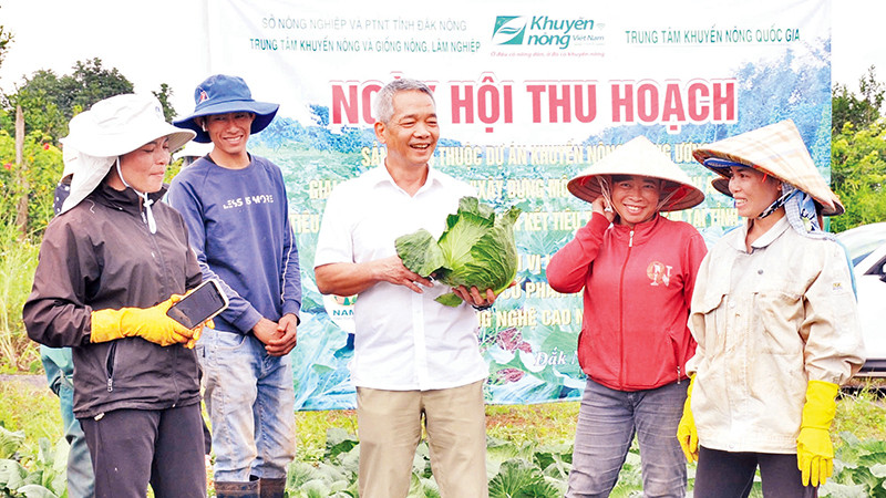 Người dân xã Thuận Hạnh, huyện Đắk Song phấn khởi khi thu được kết quả từ mô hình liên kết sản xuất cây bắp cải.