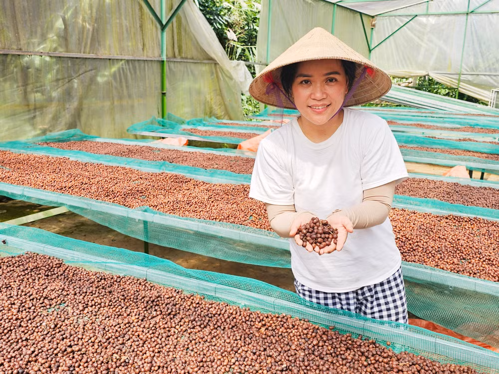Chị Lương Thị Ngọc Trâm nâng niu từng hạt cà-phê arabica.