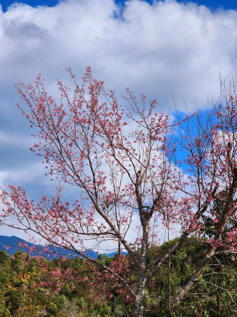 Hoa Tớ dày nở rộ trên các triền núi Mù Cang Chải. (Ảnh: THANH SƠN)
