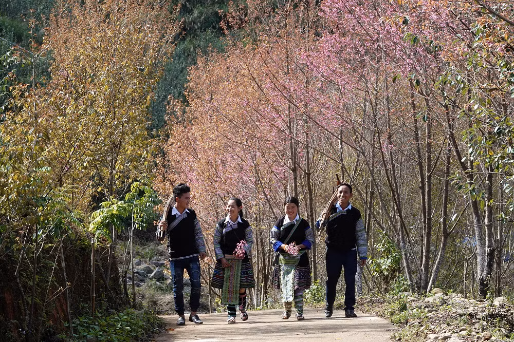 Đi giữa rừng hoa Tớ dày. (Ảnh: THANH SƠN)