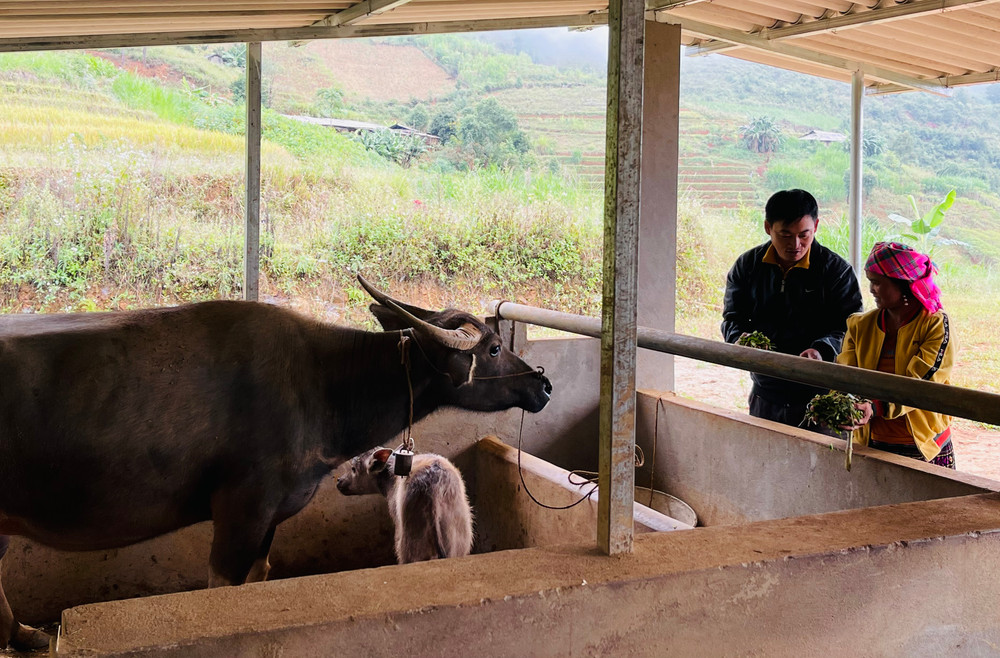Cán bộ khuyến nông huyện Trạm Tấu hướng dẫn cách tăng cường thức ăn tinh cho trâu nái sinh sản. (Ảnh THANH SƠN)