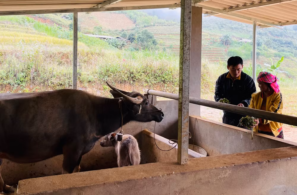 Cán bộ khuyến nông huyện Trạm Tấu hướng dẫn cách tăng cường thức ăn tinh cho trâu nái sinh sản. (Ảnh THANH SƠN)