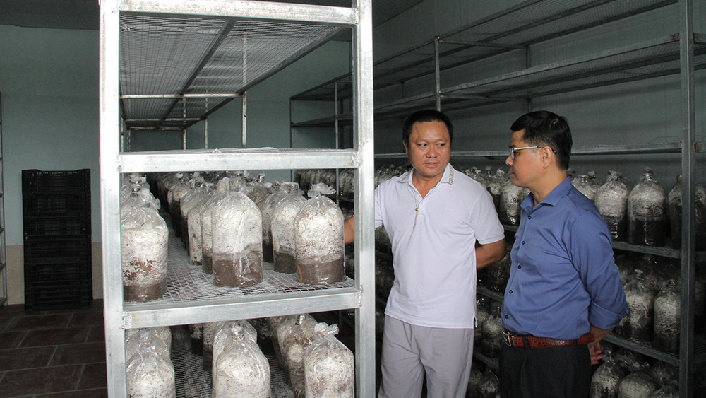 Hợp tác xã Duca, huyện Việt Yên đã sản xuất thành công nấm đông trùng hạ thảo ở dạng tươi và dạng sấy khô.