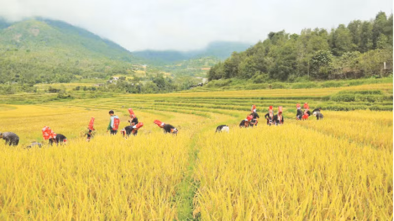 Ứng dụng tiến bộ khoa học-kỹ thuật vào canh tác đã nâng cao sản lượng lương thực cho đồng bào các dân tộc thiểu số huyện Bình Liêu.