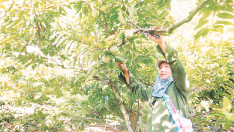 Người dân thôn Làng Ngũa, xã Chi Lăng, huyện Chi Lăng thu hoạch na.