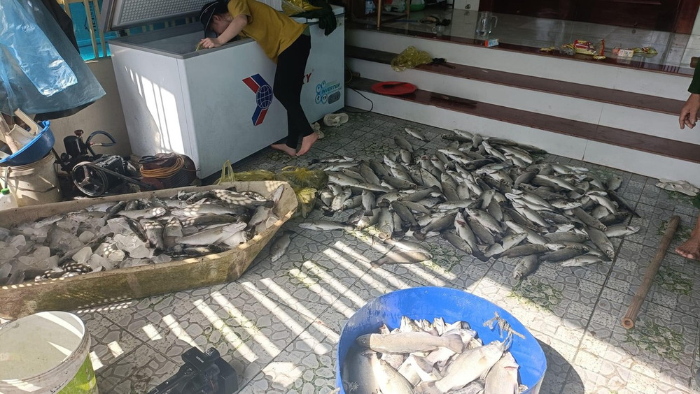 Tính đến trưa 6/10, còn khoảng 30% là số cá có trọng lượng nhỏ từ 0,5 đến 0,7kg bị sốc nước vẫn chưa tiêu thụ được.