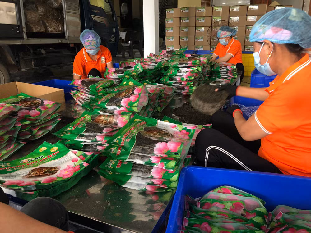 Đóng gói sản phẩm bánh đa vừng Nguyên Lâm tại Hợp tác xã sản xuất, thương mại và dịch vụ Nguyên Lâm.