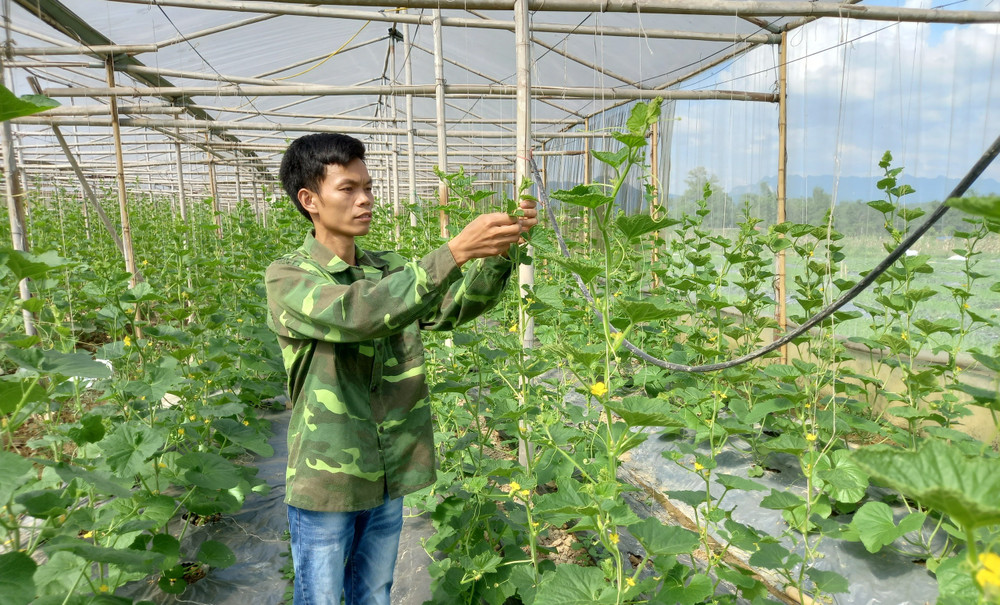 Anh Nguyễn Văn Võ trong nhà lưới áp dụng công nghệ tưới nhỏ giọt, trồng các loại dưa chất lượng cao.