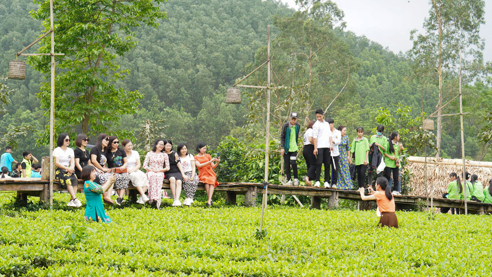 Du khách trải nghiệm đồi chè tại Bản Ven. 