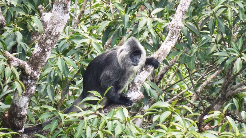 Voọc bạc Đông Dương, loài bị đe dọa tuyệt chủng, có tên trong Sách đỏ Việt Nam và thế giới, được bảo vệ nghiêm ngặt.