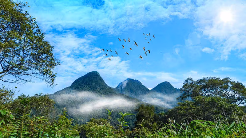 Tiềm năng tín chỉ carbon lớn từ rừng. (Ảnh: HẠNH VÂN)