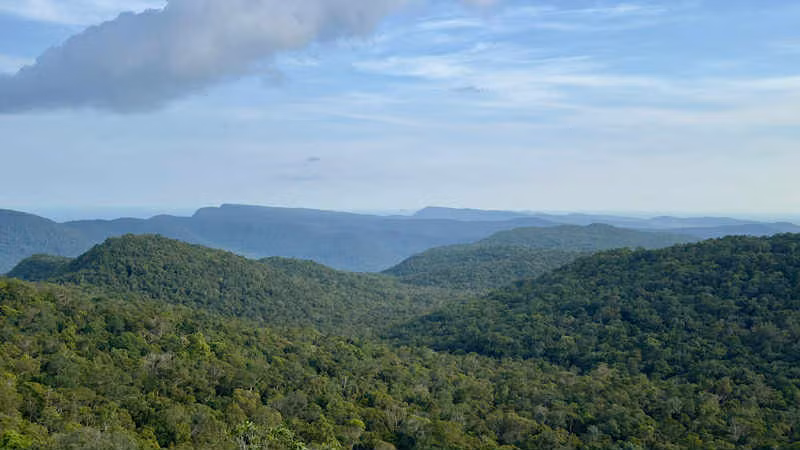 Rừng Việt Nam có trữ lượng carbon lớn. (Ảnh: HẠNH VÂN)