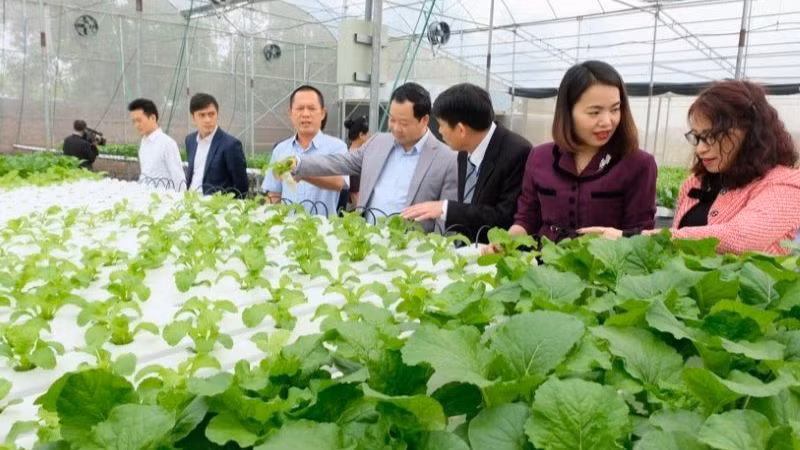 Mô hình trồng rau thủy canh tại xã Mai Đình, huyện Sóc Sơn. Ảnh: Trọng Tùng