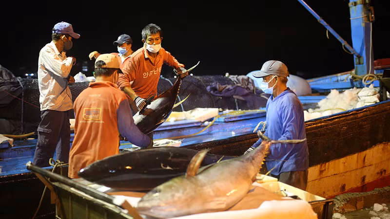 Tàu cá của ngư dân miền trung về cảng cá Thọ Quang, Đà Nẵng.