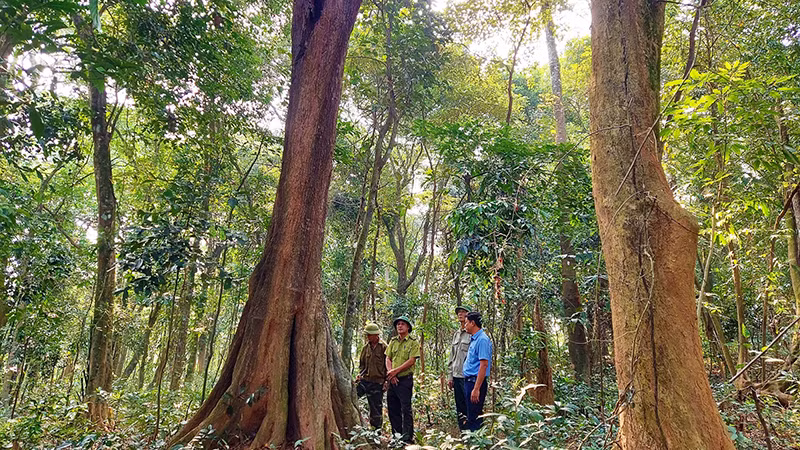 Rừng tự nhiên ở thôn Đông Thành, xã Nam Trạch, huyện Bố Trạch (Quảng Bình) được giữ gìn phát triển tốt.