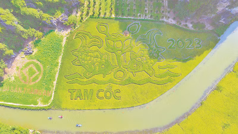 Quang cảnh sắc vàng Tam Cốc tạo tác từ trồng lúa ở Khu du lịch Tam Cốc-Bích Động (Ninh Bình).