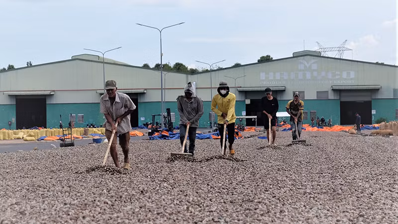 Công nhân Công ty cổ phần Hà Mỵ, huyện Đồng Phú (Bình Phước) sơ chế hạt điều nguyên liệu.